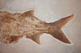 Extremely Rare Paddlefish - Green River Formation #31428-2